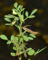 Ononis ornithopodioides