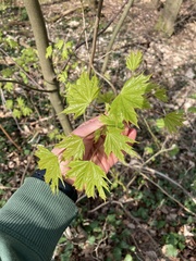 Acer platanoides