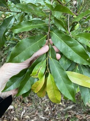 Cryptocarya macdonaldii