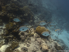 Trachinotus blochii