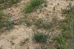 Gypsophila altissima