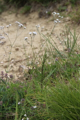 Gypsophila altissima