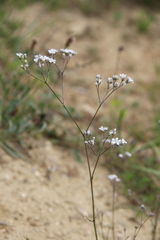 Gypsophila altissima
