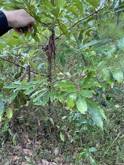 Cryptocarya macdonaldii