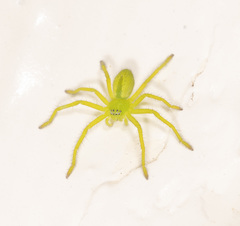 Neosparassus patellatus