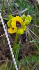 Ophrys lutea lutea