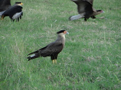 Caracara plancus