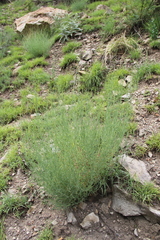 Gypsophila capitata