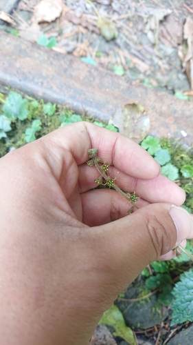 Image of Asimitellaria formosana by (c) 沈玟伶(Wen-Ling Shen), some rights reserved (CC BY)
