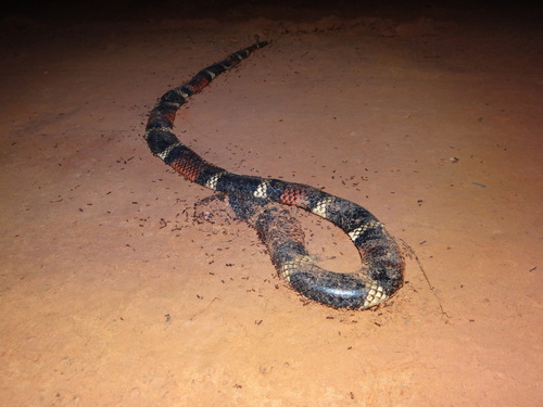 Aquatic Coral Snake, Micrurus surinamensis