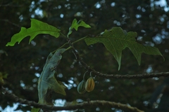 Vasconcellea quercifolia