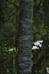 Vasconcellea quercifolia