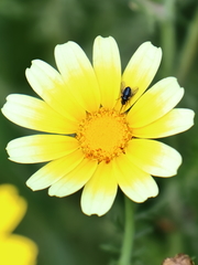 Usia