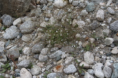 Gypsophila elegans