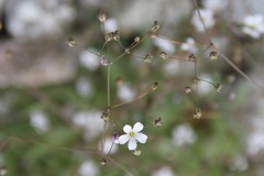 Gypsophila elegans