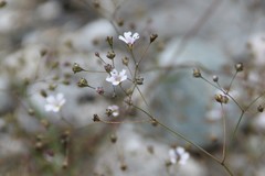 Gypsophila elegans