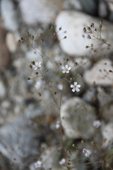 Gypsophila elegans