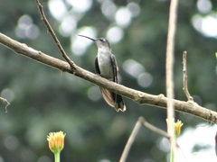 Campylopterus largipennis