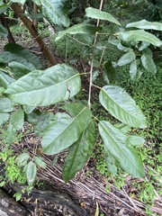 Ficus virens sublanceolata