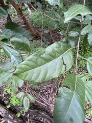 Ficus virens sublanceolata