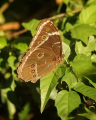Morpho helenor achillides