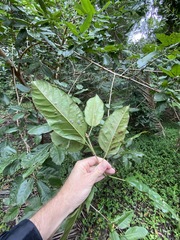 Ficus virens sublanceolata