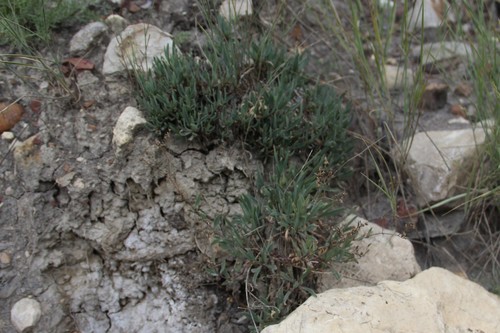 Gypsophila