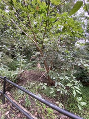 Ficus virens sublanceolata