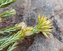 Helichrysum hamulosum