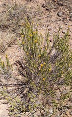 Helichrysum hamulosum