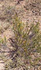 Helichrysum hamulosum
