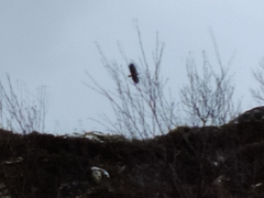 Haliaeetus albicilla