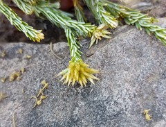 Helichrysum hamulosum