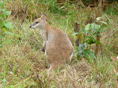 Macropodini