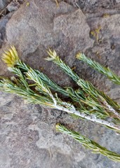 Helichrysum hamulosum