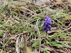 Muscari