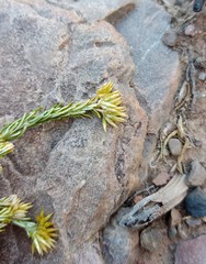Helichrysum hamulosum