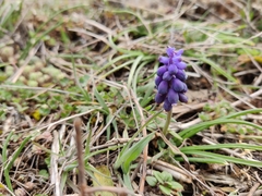 Muscari
