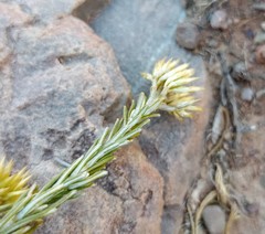 Helichrysum hamulosum