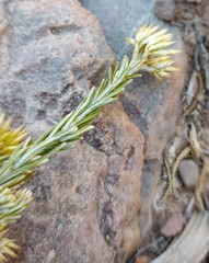 Helichrysum hamulosum