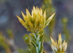 Helichrysum hamulosum