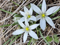 Ornithogalum