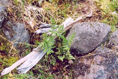 Pentagramma triangularis triangularis