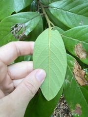 Litsea leefeana