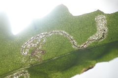Stigmella ogygia