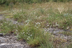 Gypsophila glomerata