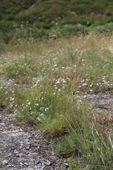 Gypsophila glomerata