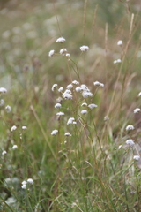 Gypsophila glomerata