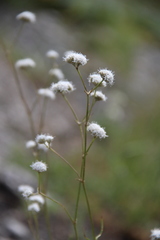 Gypsophila glomerata