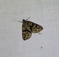 Polyclysta hypogrammata